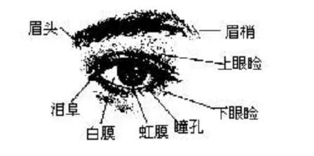 銳眼 面相|金自在相面秘訣——眼睛篇